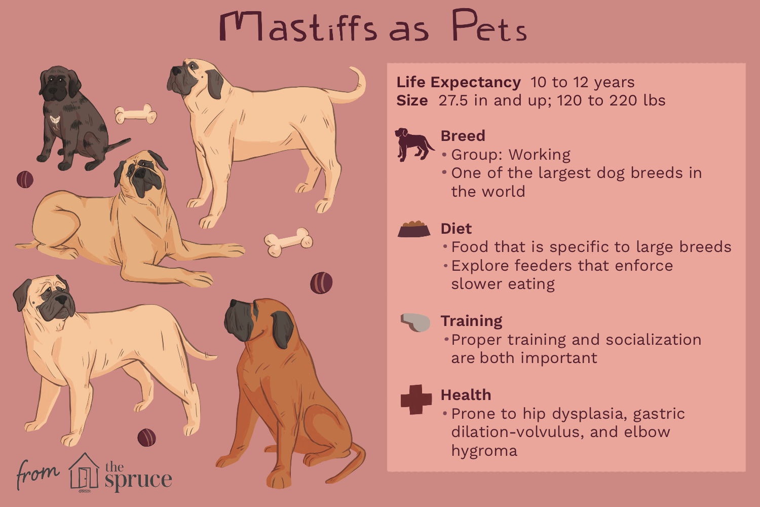 mastiff-dog-breed-profile-1117980-v3.png