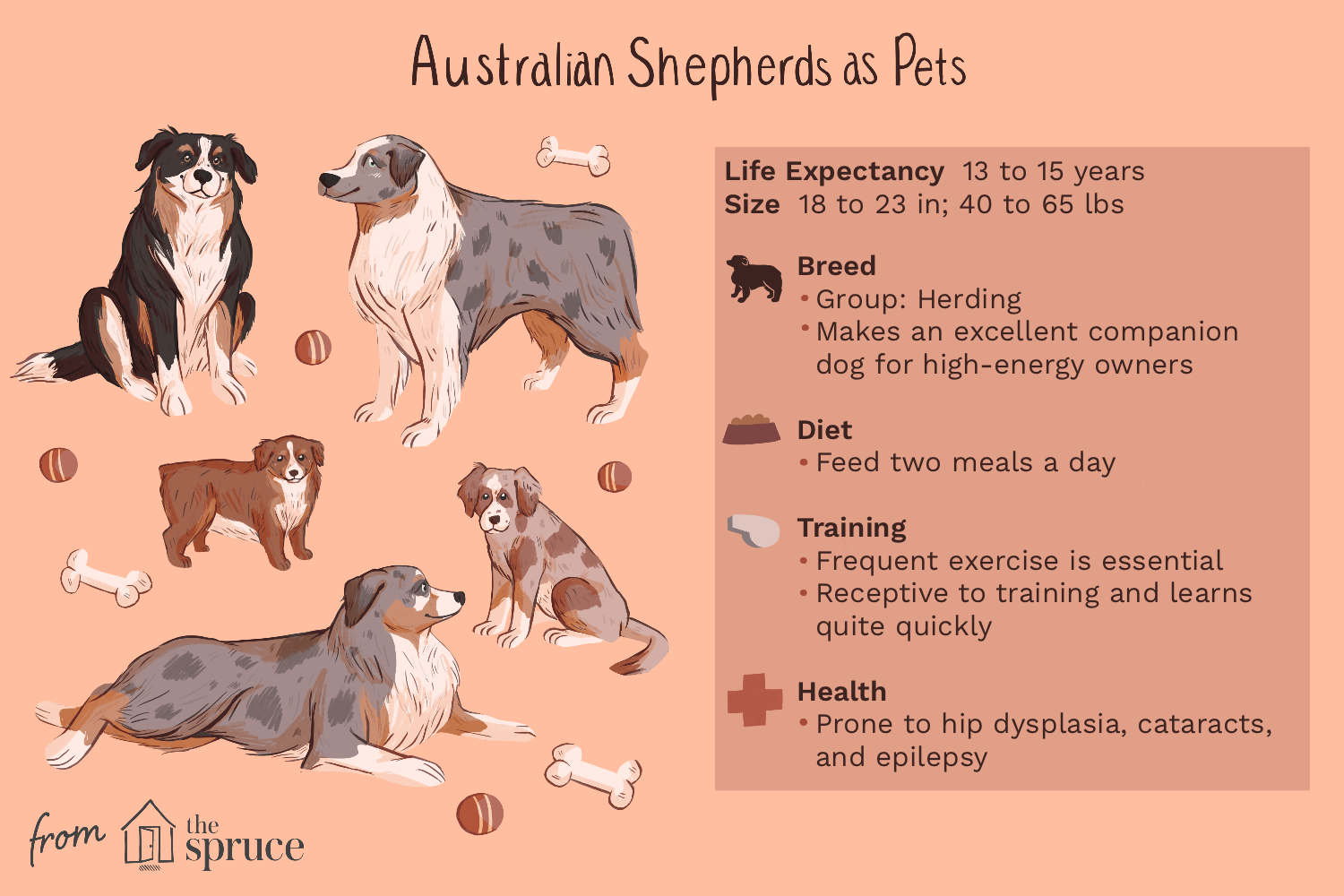 breed-profile-australian-shepherd-1117935-v1.png