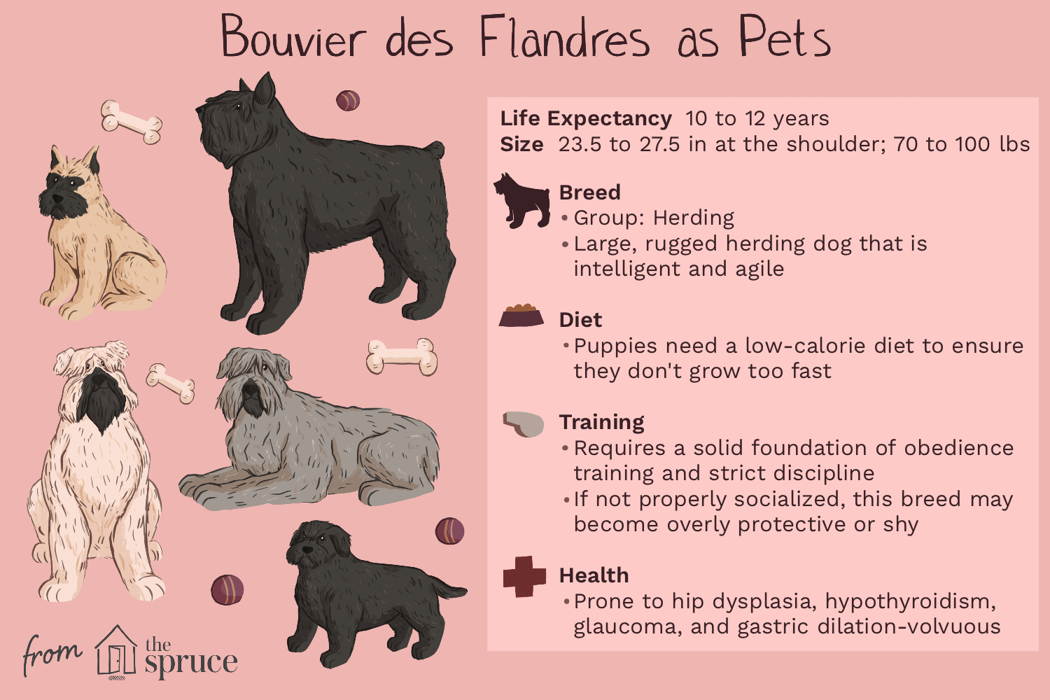 breed-profile-bouvier-des-flandres-1117913-v2.png
