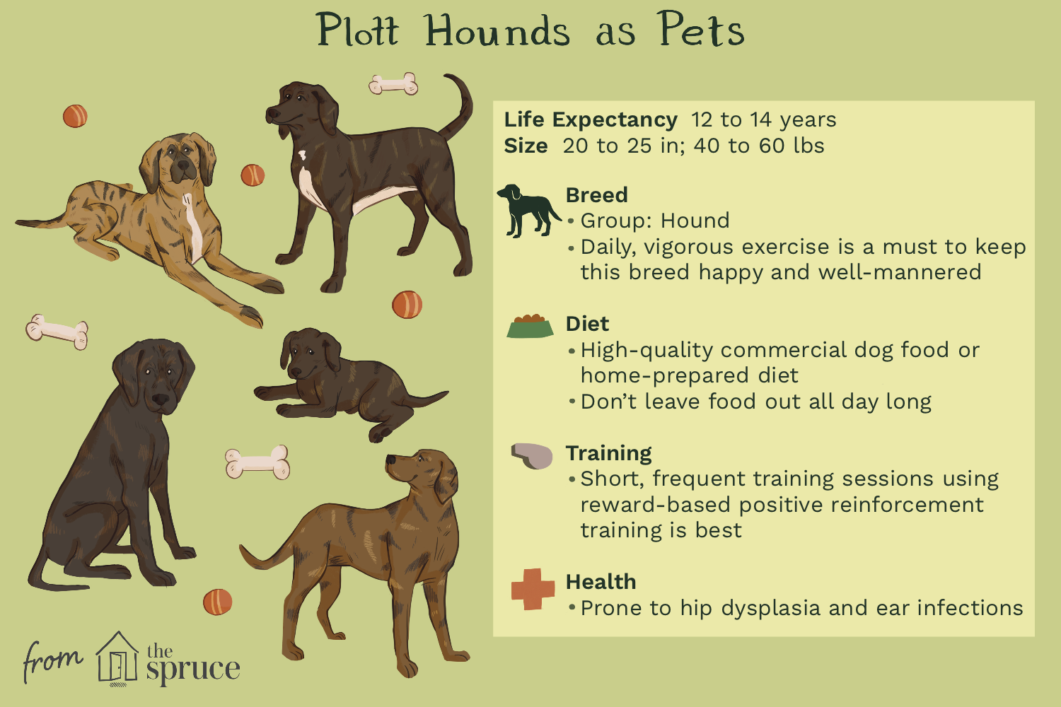 plott-hound-dog-breed-4177781-v1.png