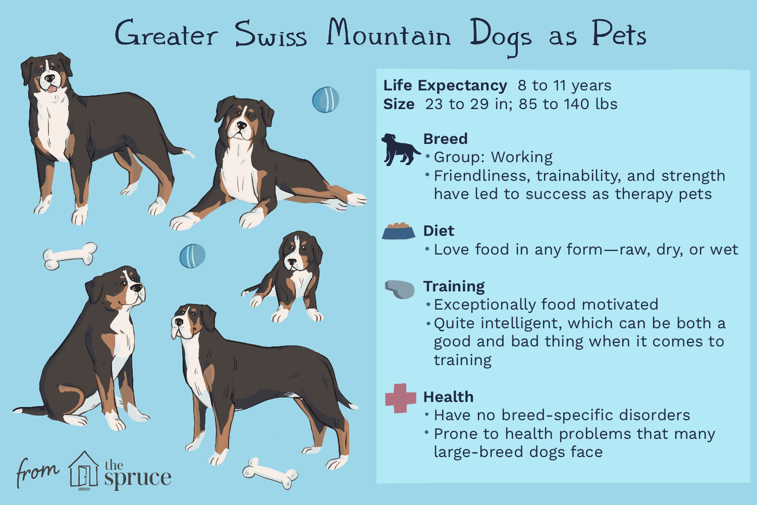 greater-swiss-mountain-dog-4582466-v3.png