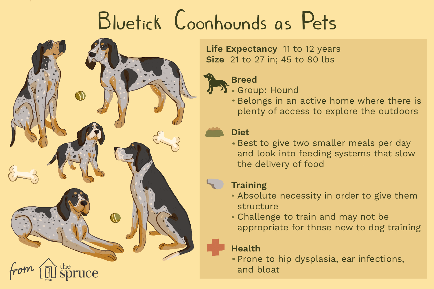 bluetick-coonhound-dog-breed-profile-1117911-v1.png