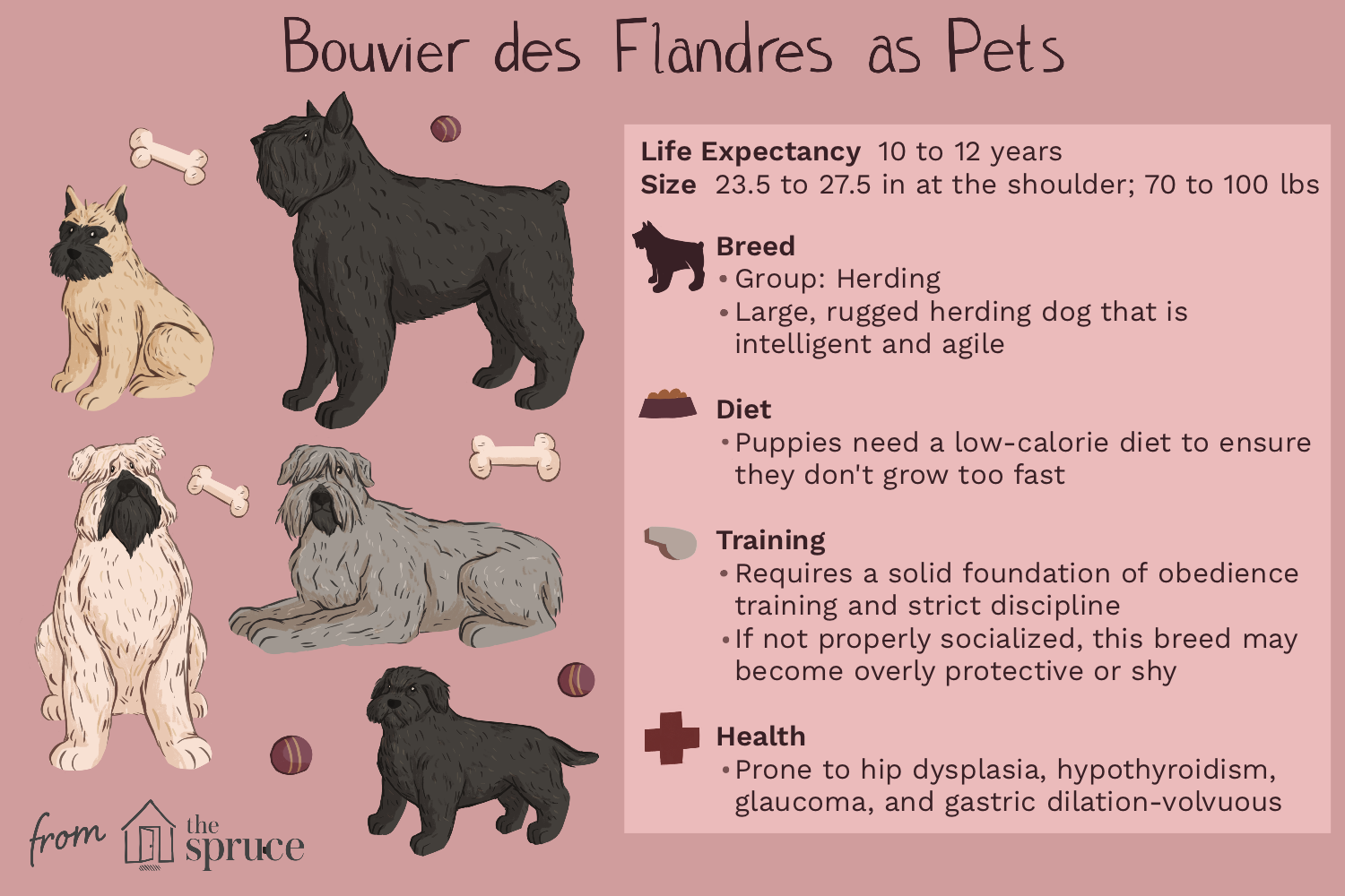 breed-profile-bouvier-des-flandres-1117913-v1.png