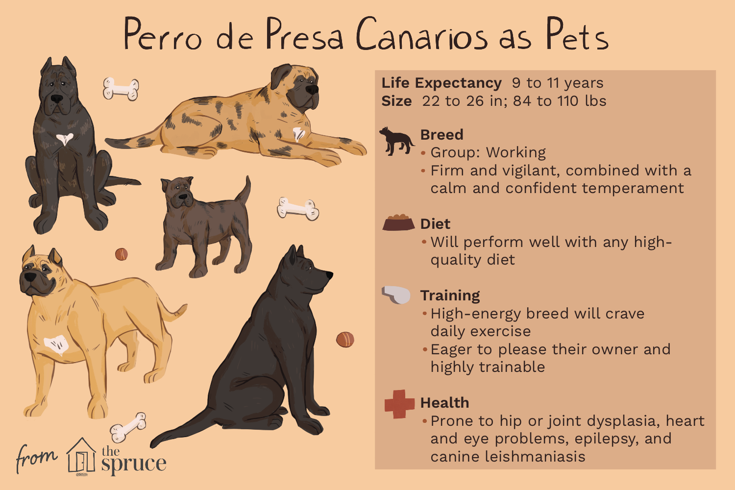 presa-canario-dog-breed-4178086-v1.png