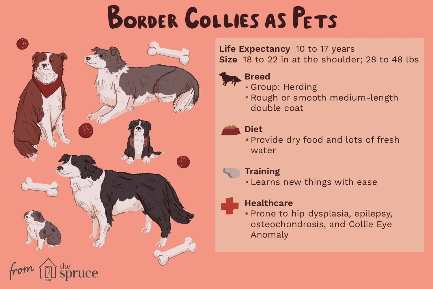 breed-profile-border-collie-1117942-finalrev4.png