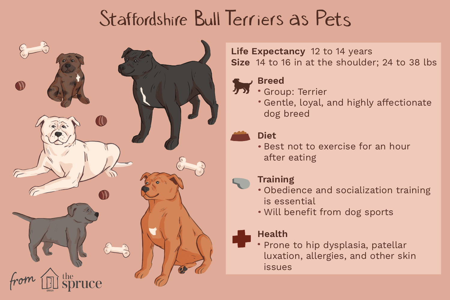 staffordshire-bull-terrier-dog-breed-1118002-v1.png