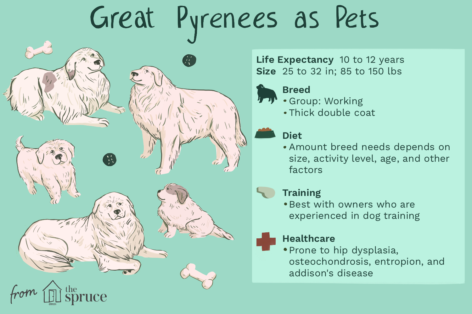 breed-profile-great-pyrenees-1117970-v7.png