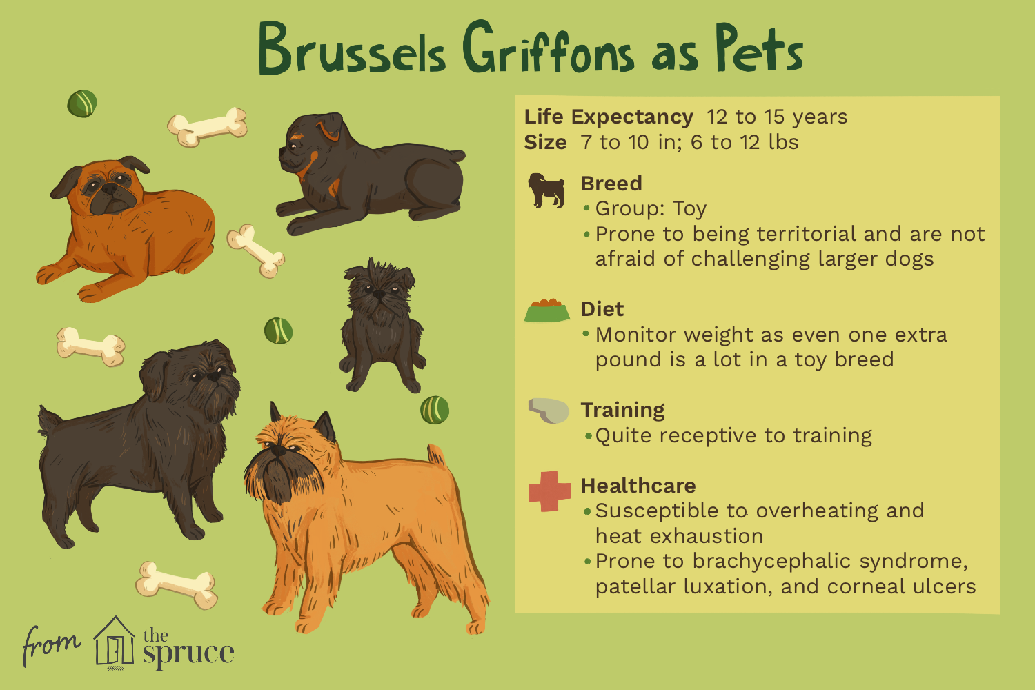 breed-profile-brussels-griffon-1117946-finalrev.png