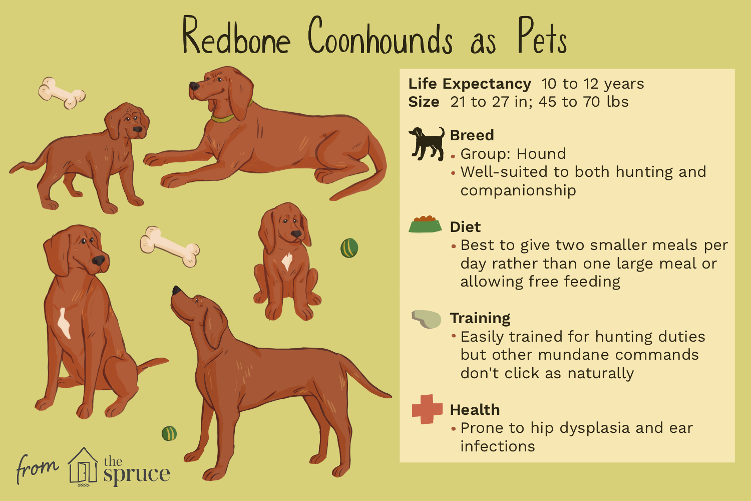redbone-coonhound-dog-breed-profile-1117926-v1.png
