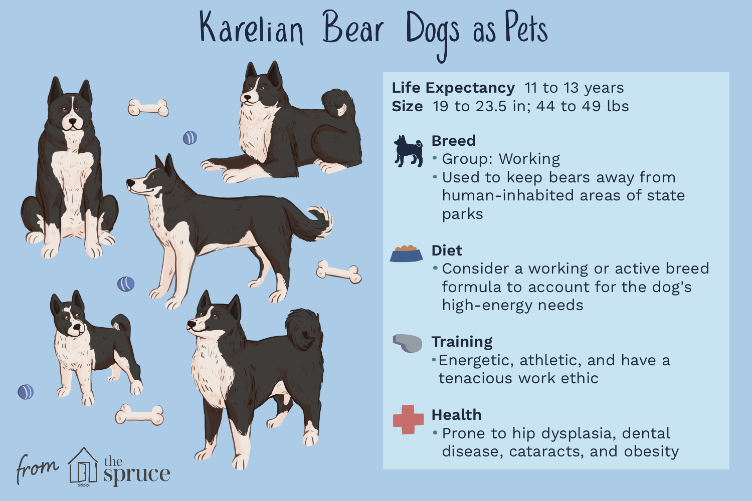 karelian-bear-dog-breed-profile-4628302-v1.png