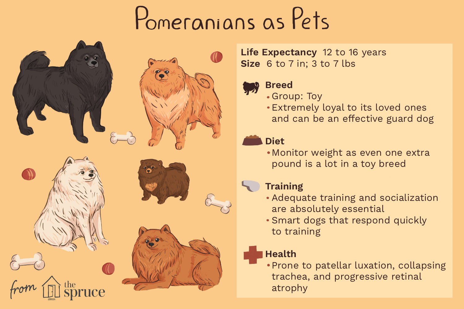 pomeranian-dog-breed-profile-1117987-v1.png