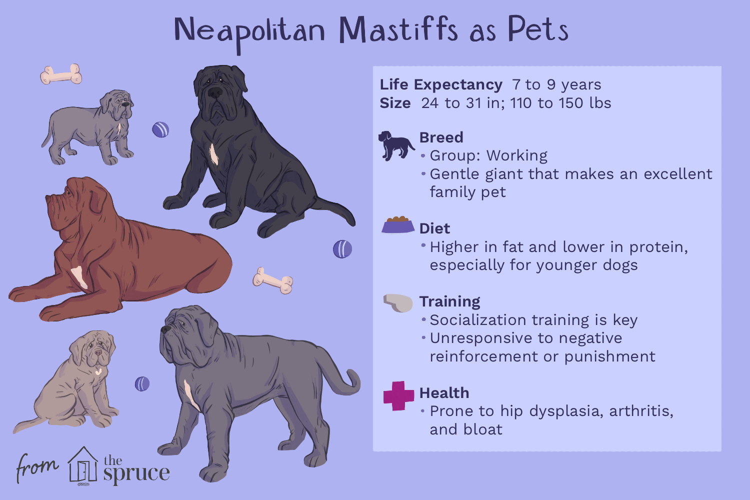 neapolitan-mastiff-dog-breed-4177786-v1.png