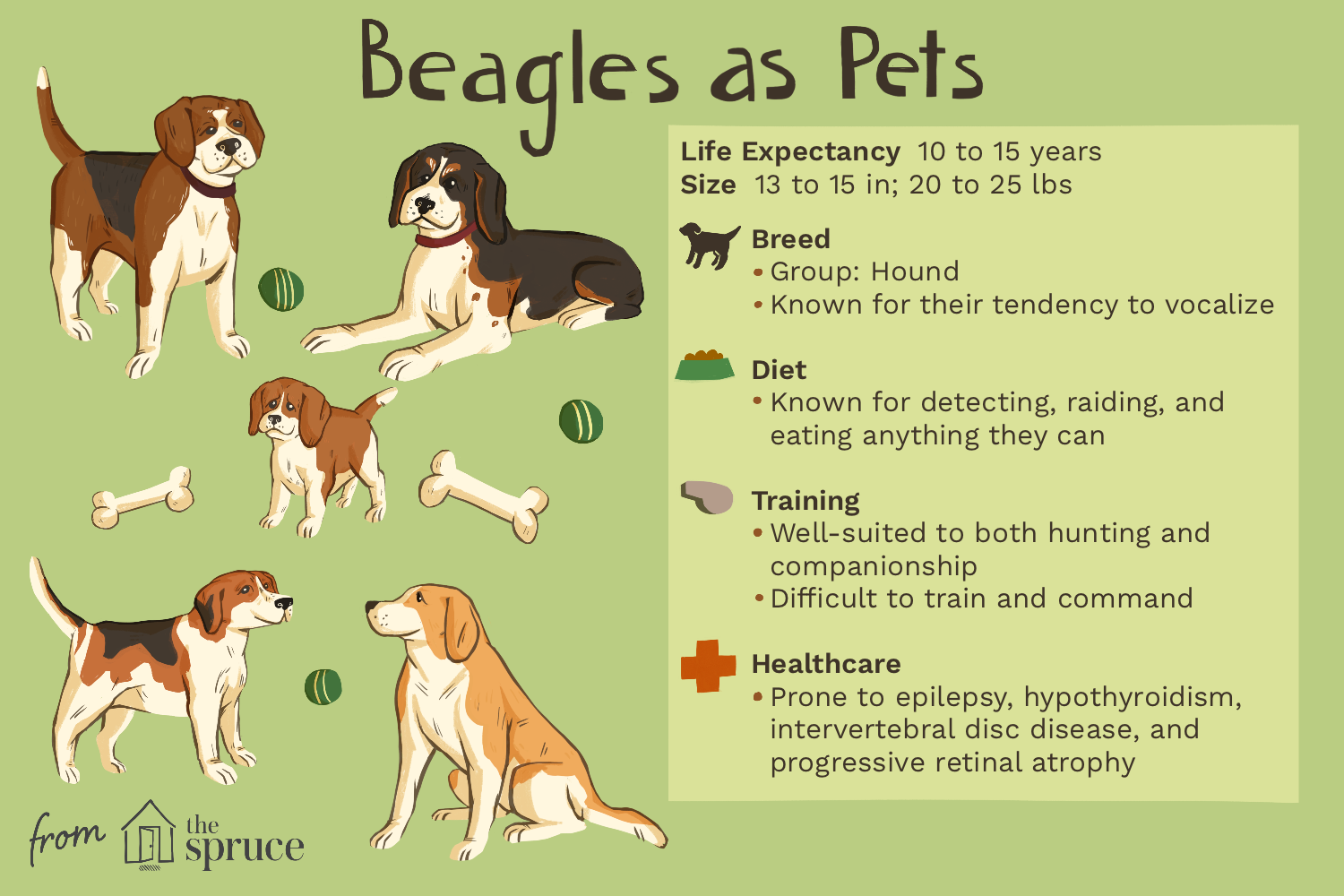 dog-breed-profile-beagle-1117938-v3.png