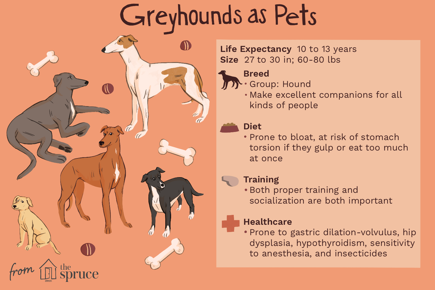 breed-profile-greyhound-1117972-v2.png