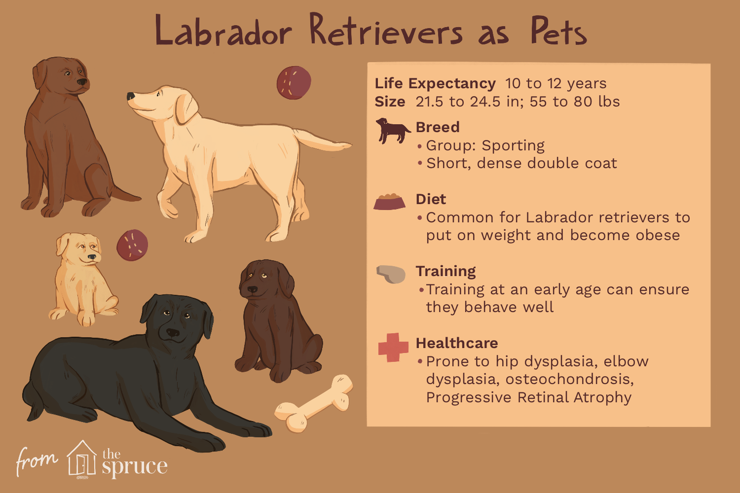 breed-profile-labrador-retriever-1117977-finalrev.png