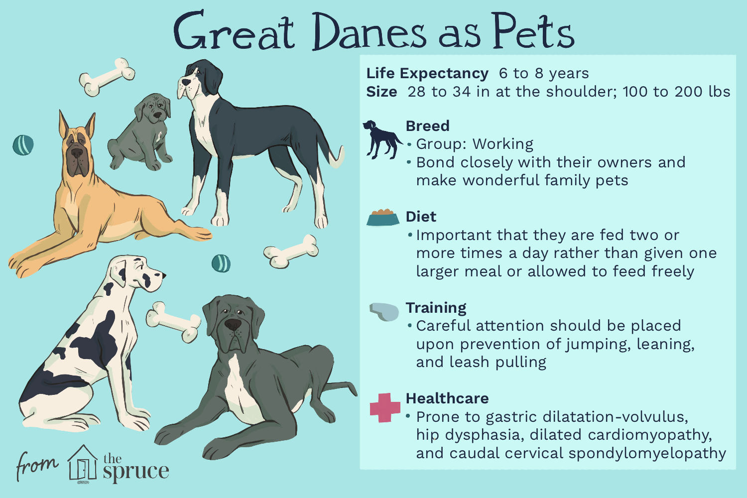 great-dane-dog-breed-profile-1117971-v2.png