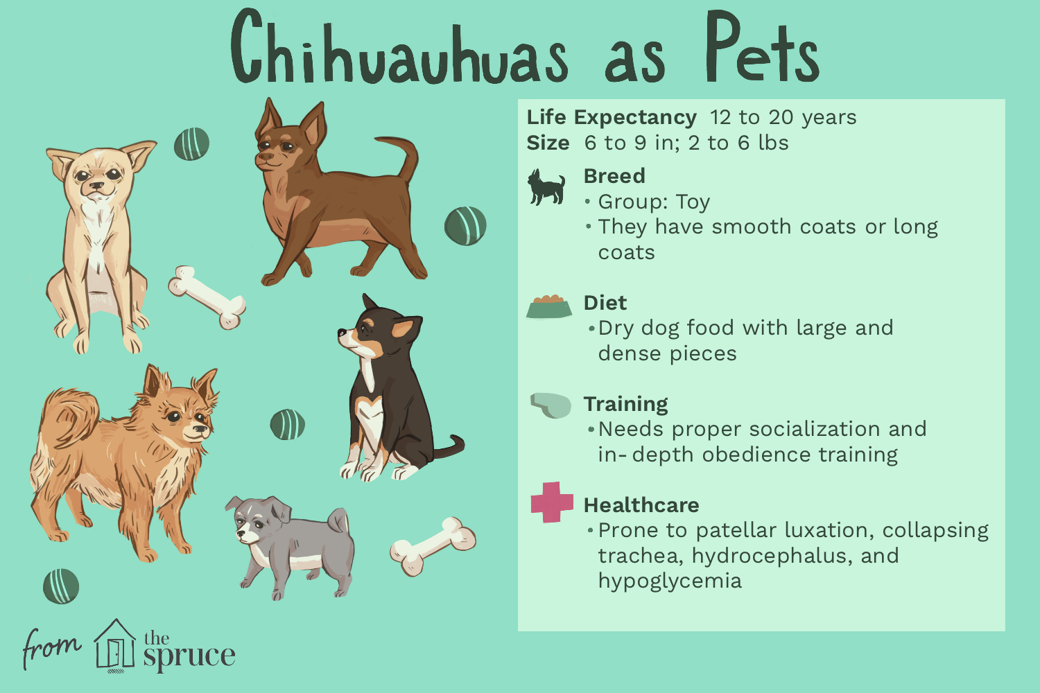 breed-profile-chihuahua-1117953-finalrev.png