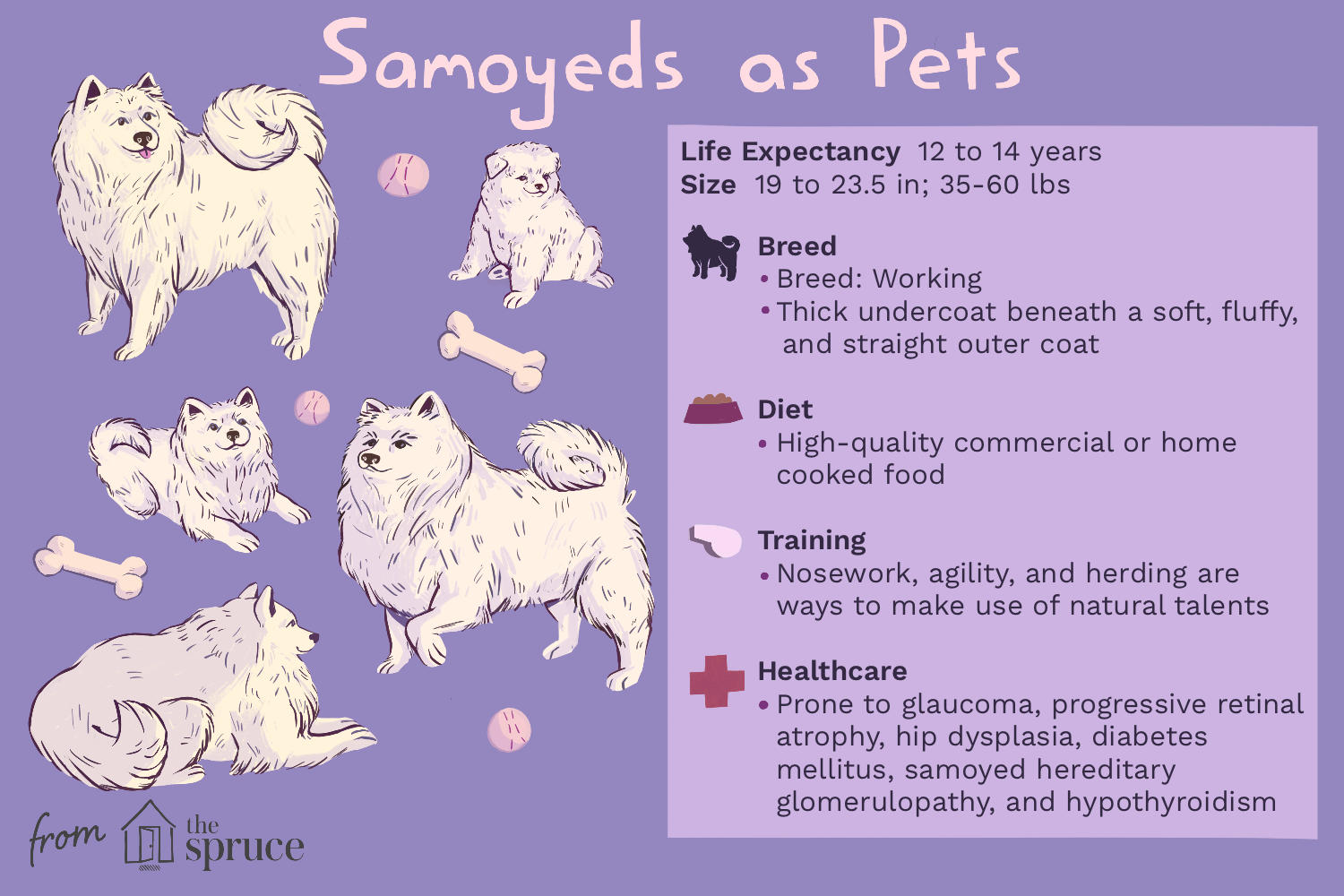 samoyed-dog-breed-profile-4586270-v3.png