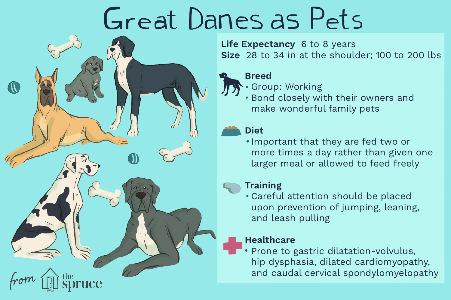 great-dane-dog-breed-profile-1117971-v1.png