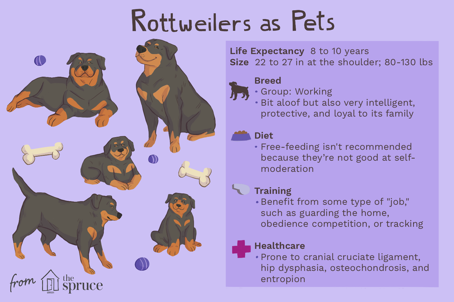 breed-profile-rottweiler-1117993-v2.png