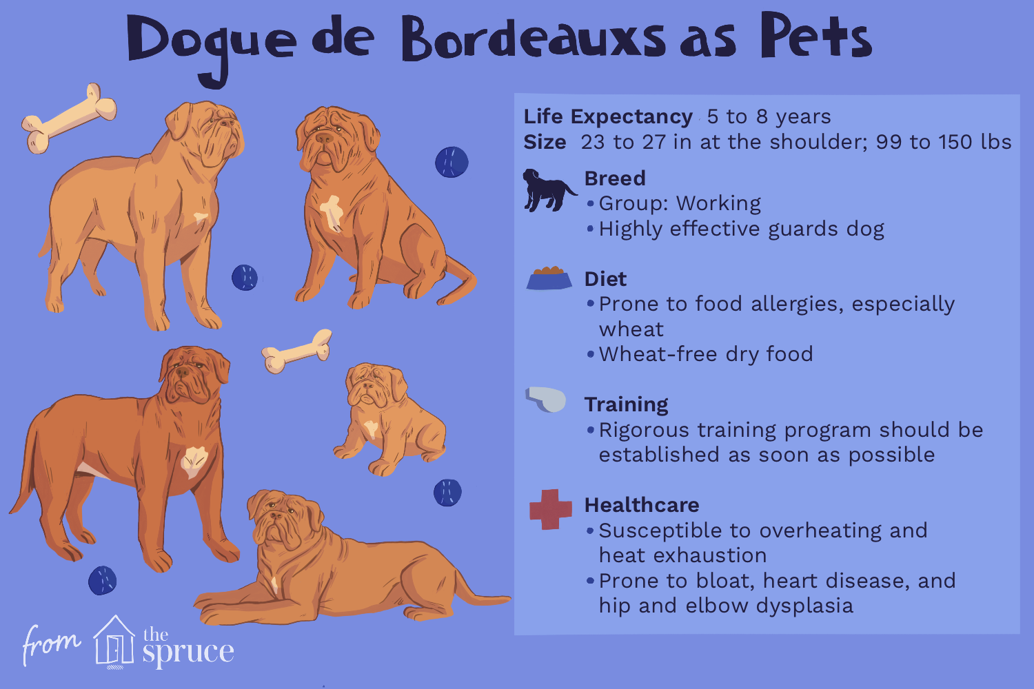 breed-profile-dogue-de-bordeaux-1117962-final.png