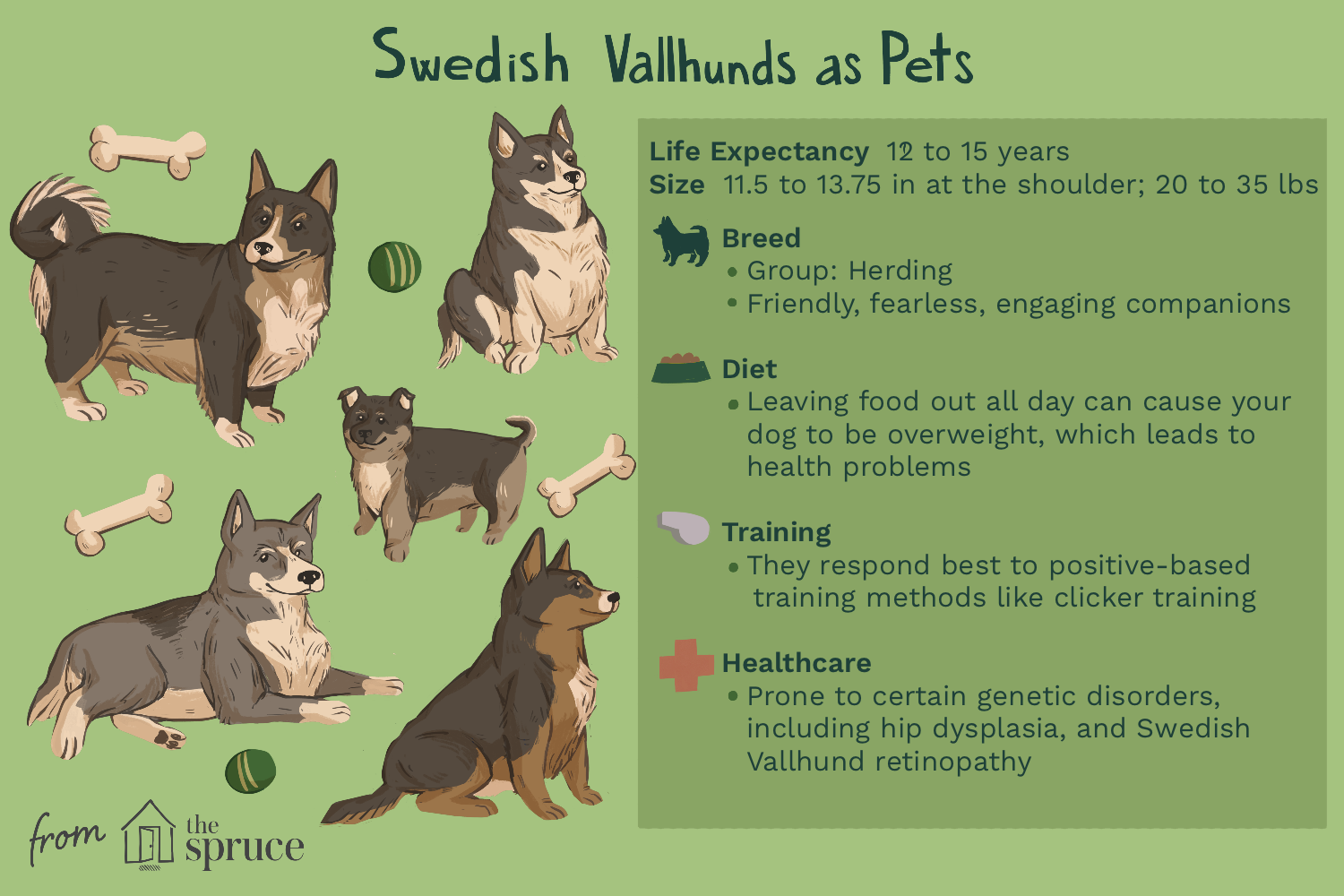 swedish-vallhund-breed-profile-4177497-v1.png