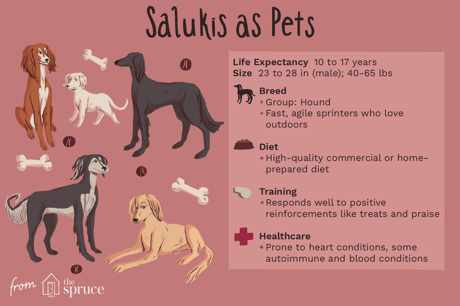 saluki-dog-breed-profile-4685967-v2.png