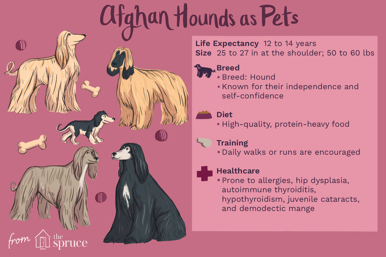 afghan-hound-dog-breed-4178150-v2.png