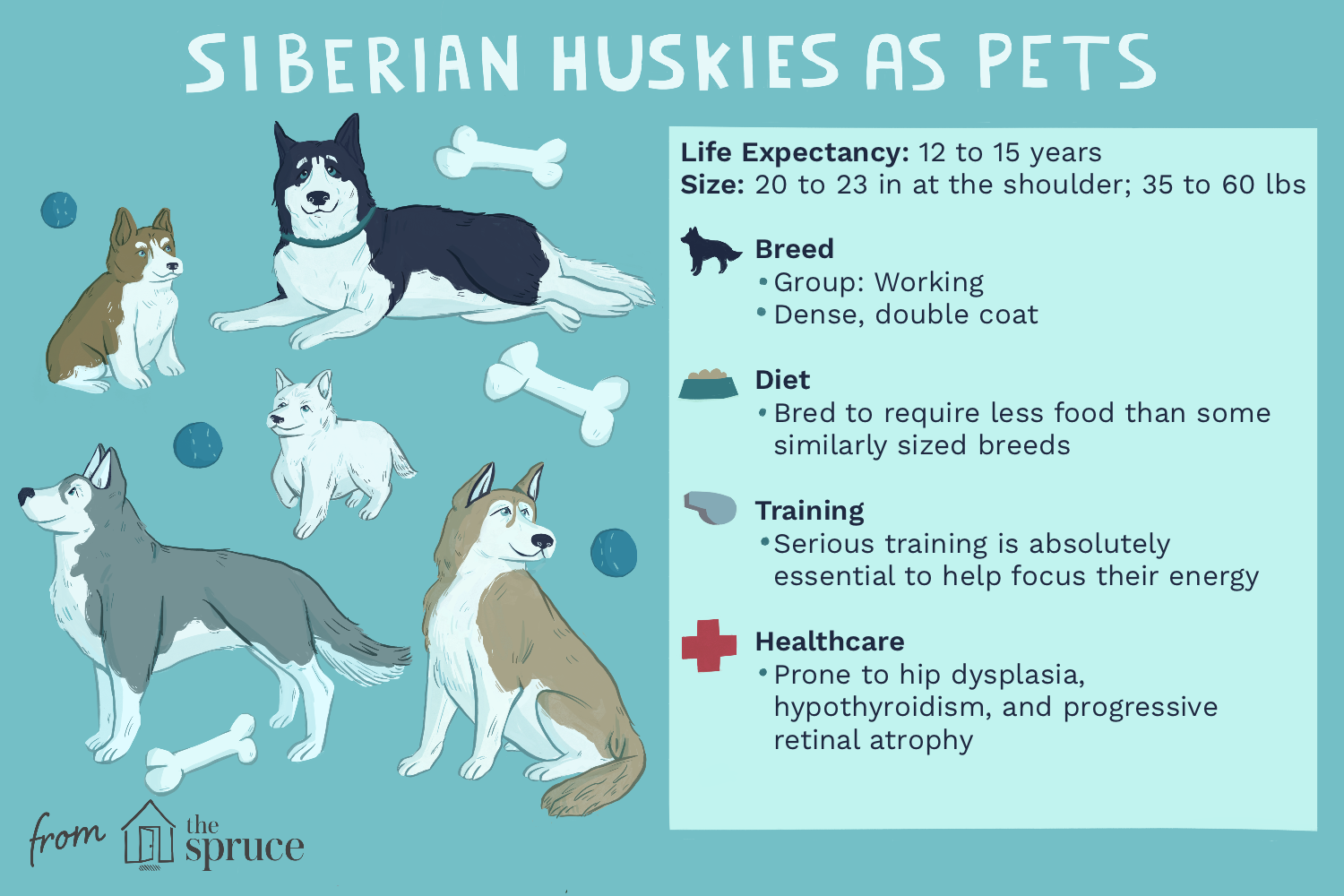 siberian-husky-dog-breed-profile-1118000-v4.png