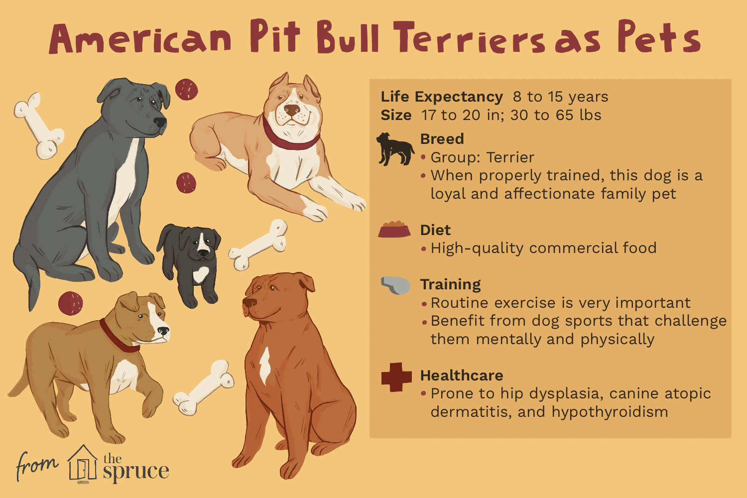 history-of-the-american-pit-bull-terrier-1112227-v3.png