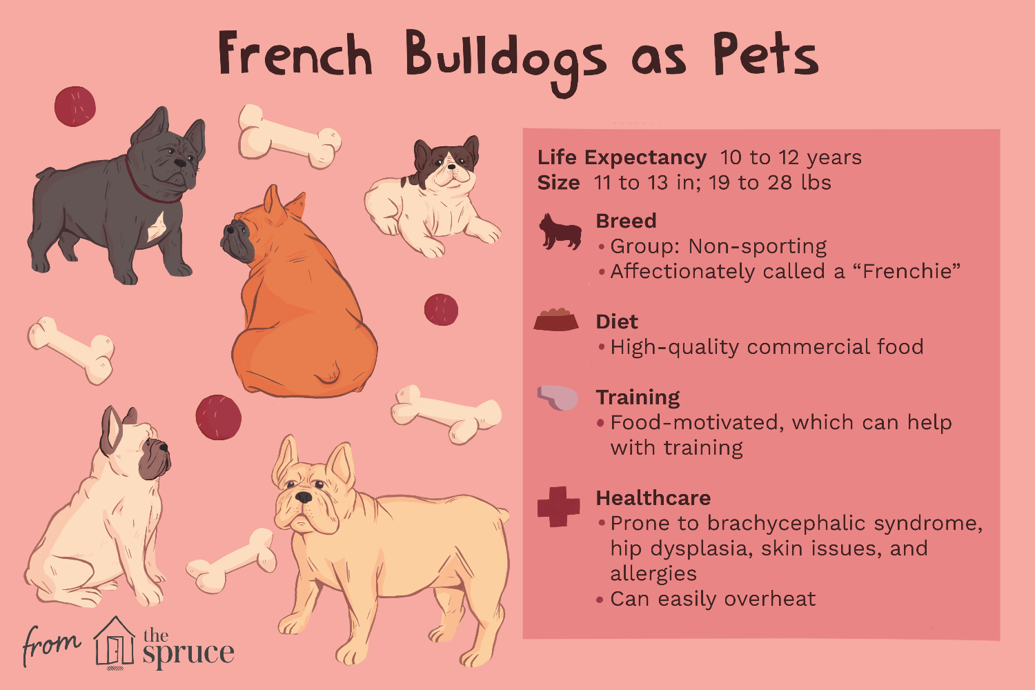 french-bulldog-breed-profile-1117966-v4.png