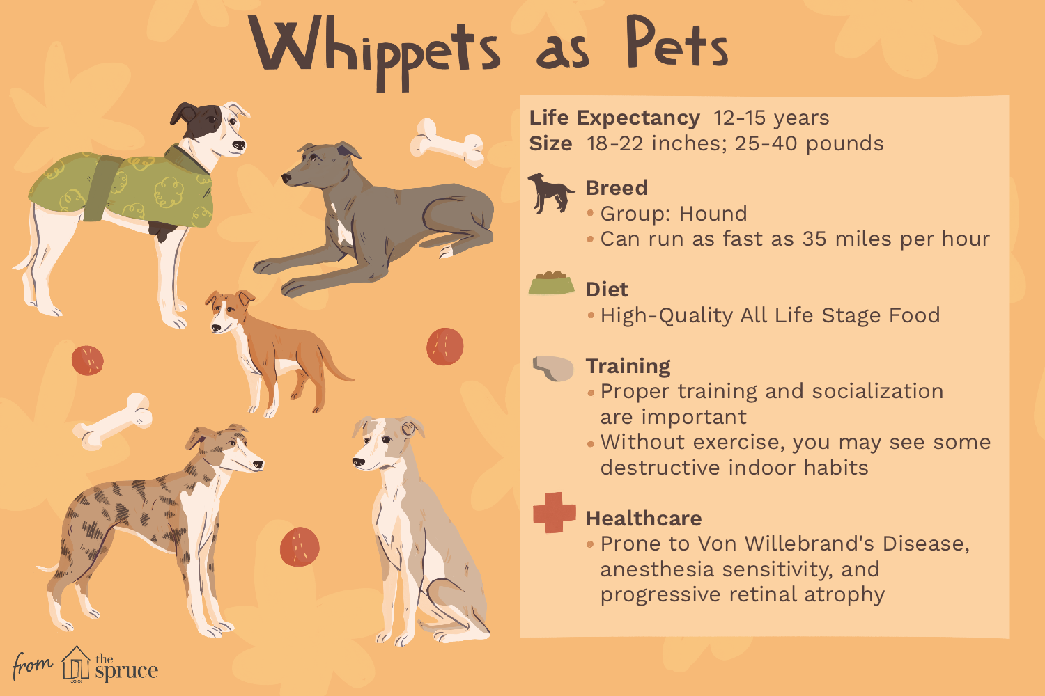 whippet-dog-breed-profile-1118008-v2.png