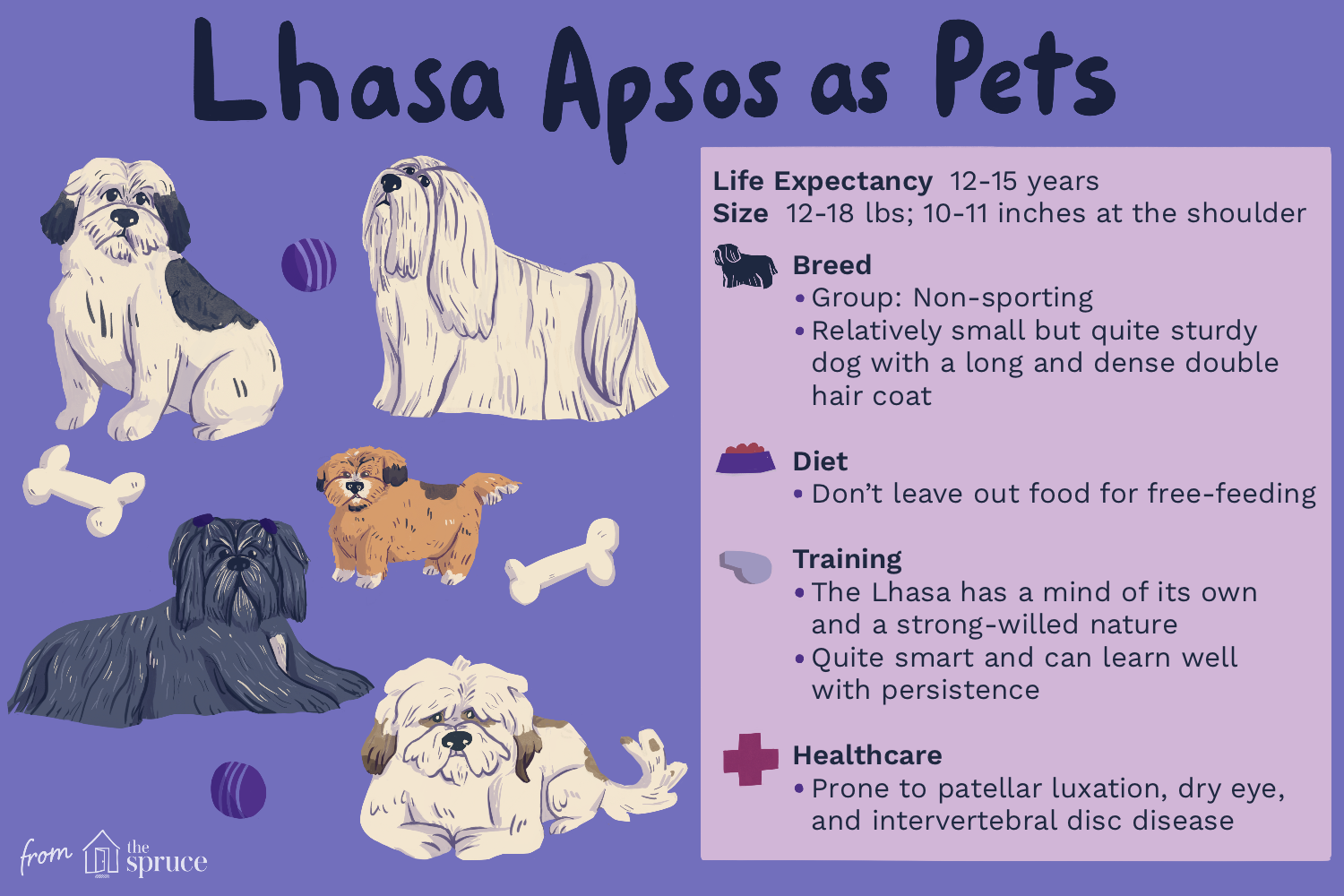 lhasa-apso-dog-breed-profile-1117978-finalrev2.png