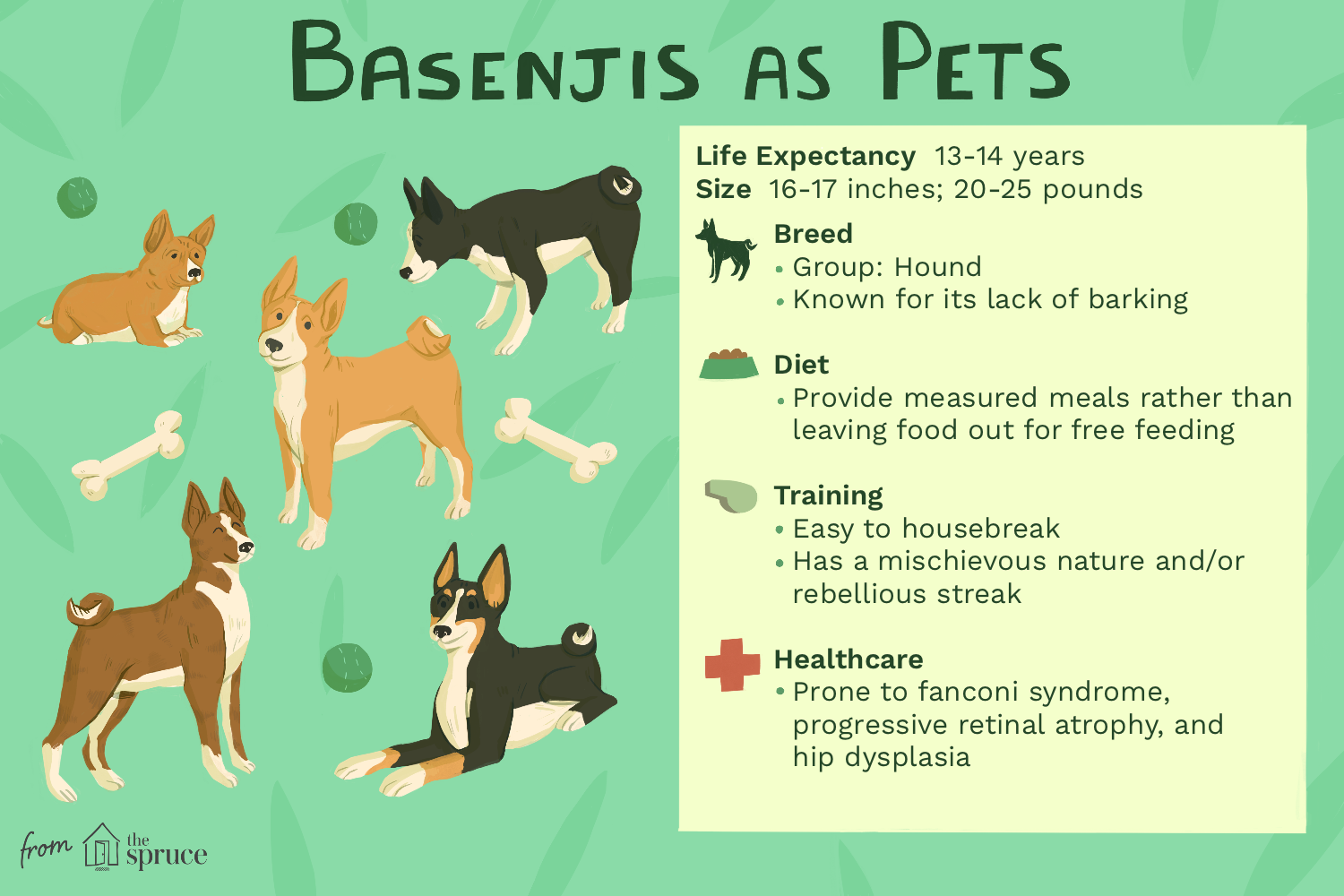 basenji-dog-breed-profile-1117936-v4.png