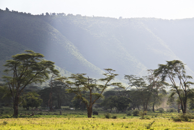 Yellow Fever (Acacia) Trees, Tanzania