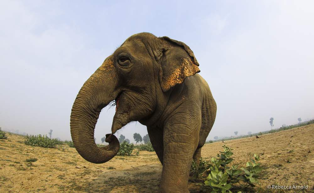 Rebecca also volunteered with WildlifeSOS.org in Agra, India. A wonderful nonprofit that rescues 'dancing (sloth) bears' and mistreated elephants from inhumane conditions.