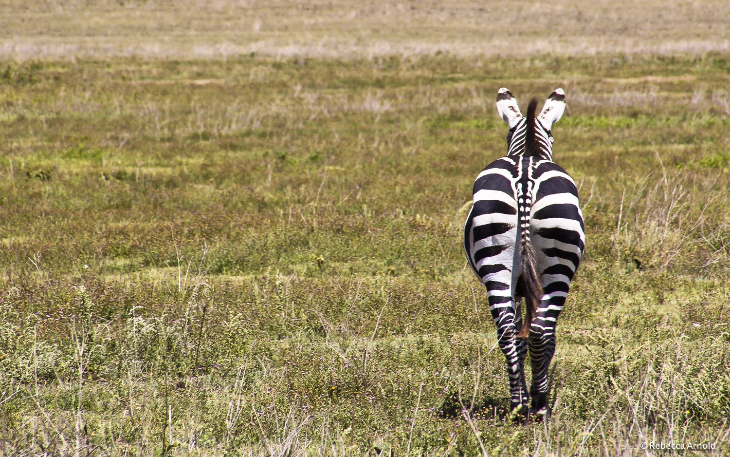 Zebra Boot, Tanzania 2011 16" x 24" | 24" x 36" | Custom Sizes Archival Pigment Prints Edition: 150