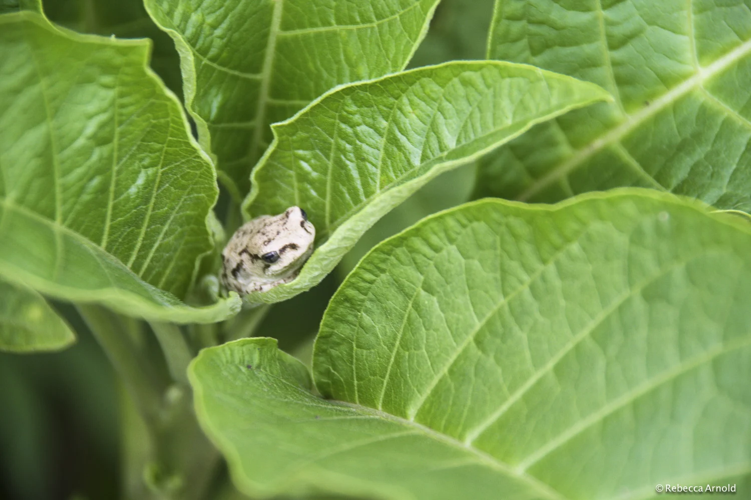 Miniature Morning Frog, Kenya 2007 16" x 24" | Custom Sizes Archival Pigment Prints Edition: 150