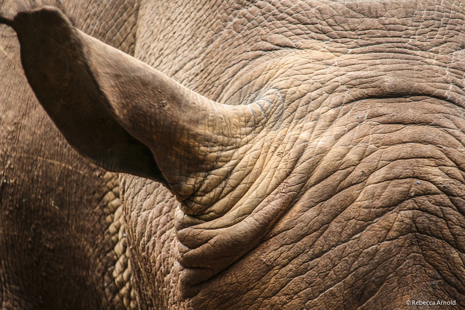Rhino Skin 1, Kenya 2007 16" x 24" | 24" x 36" | Custom Sizes Archival Pigment Prints Edition: 150