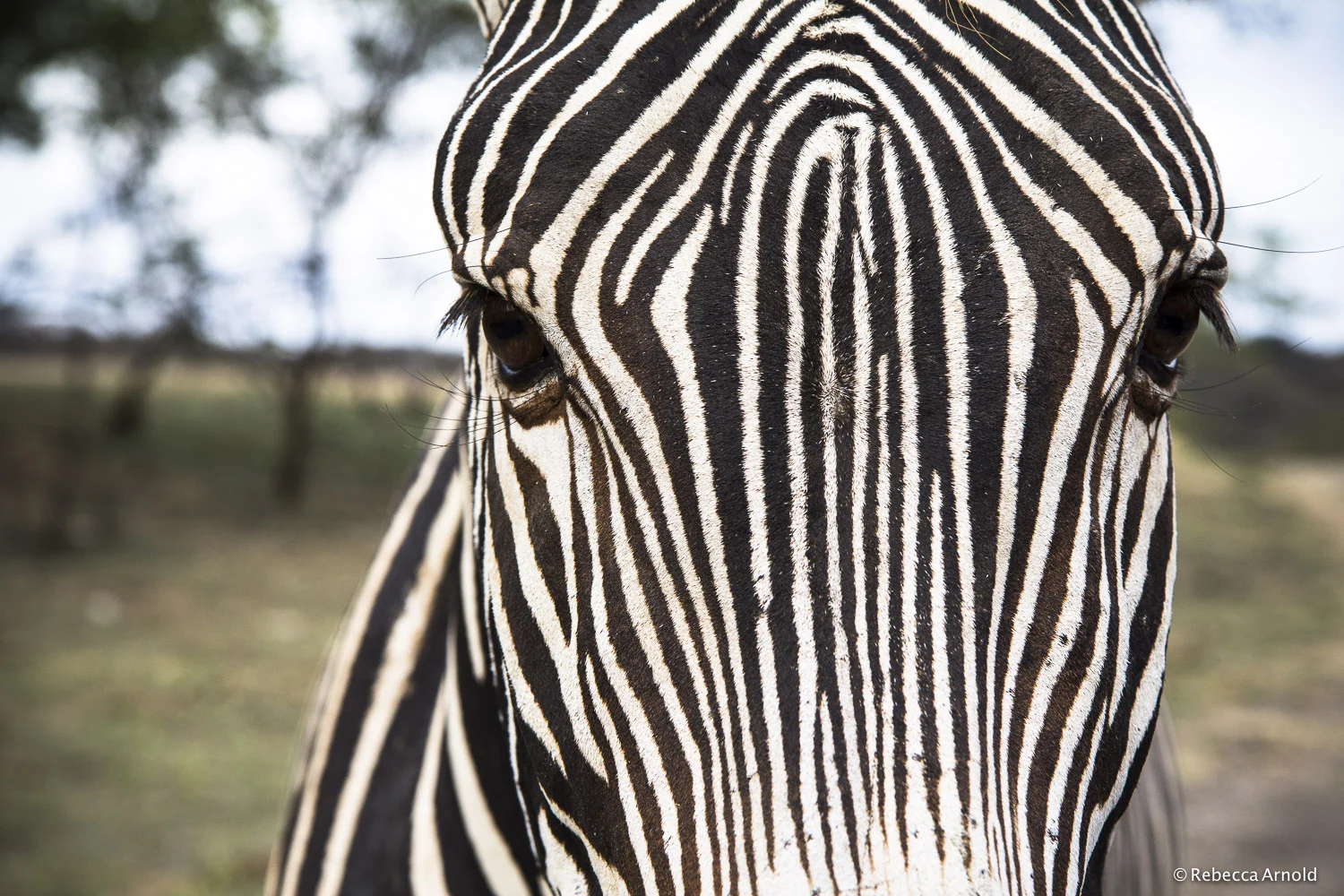 Zebra Face, Mexico 2013 16" x 24" | 24" x 36" | Custom Sizes Archival Pigment Prints Edition: 150