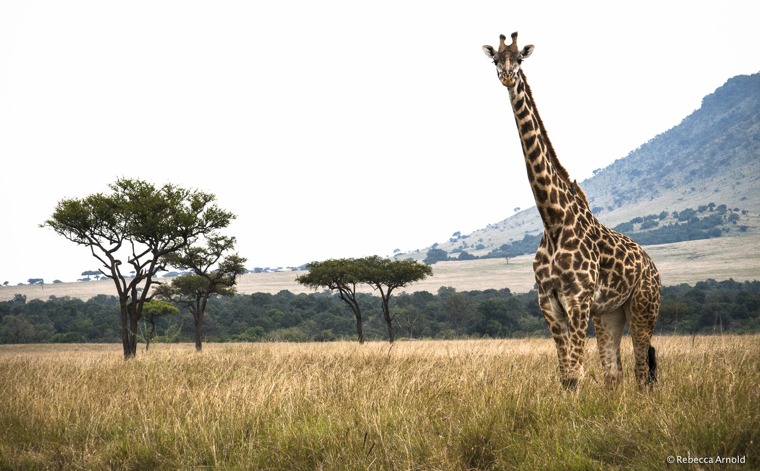 Giraffe, Maasai Mara, Kenya 2007 16" x 24" | 24" x 36" | Custom Sizes Archival Pigment Prints Edition: 150