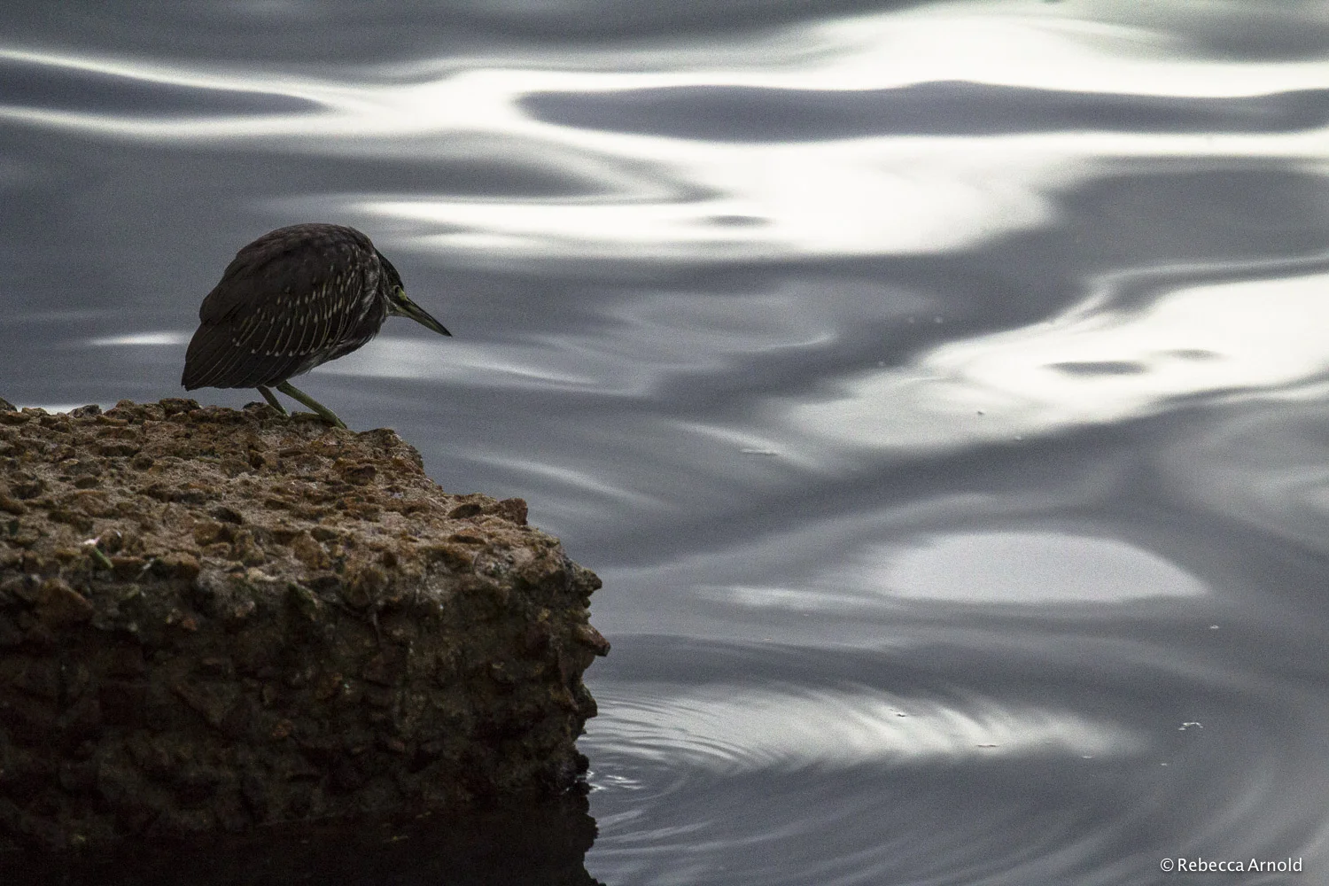 Reflecting Bird, Brazil 2013 16" x 24" | 24" x 36" | Custom Sizes Archival Pigment Prints Edition: 150