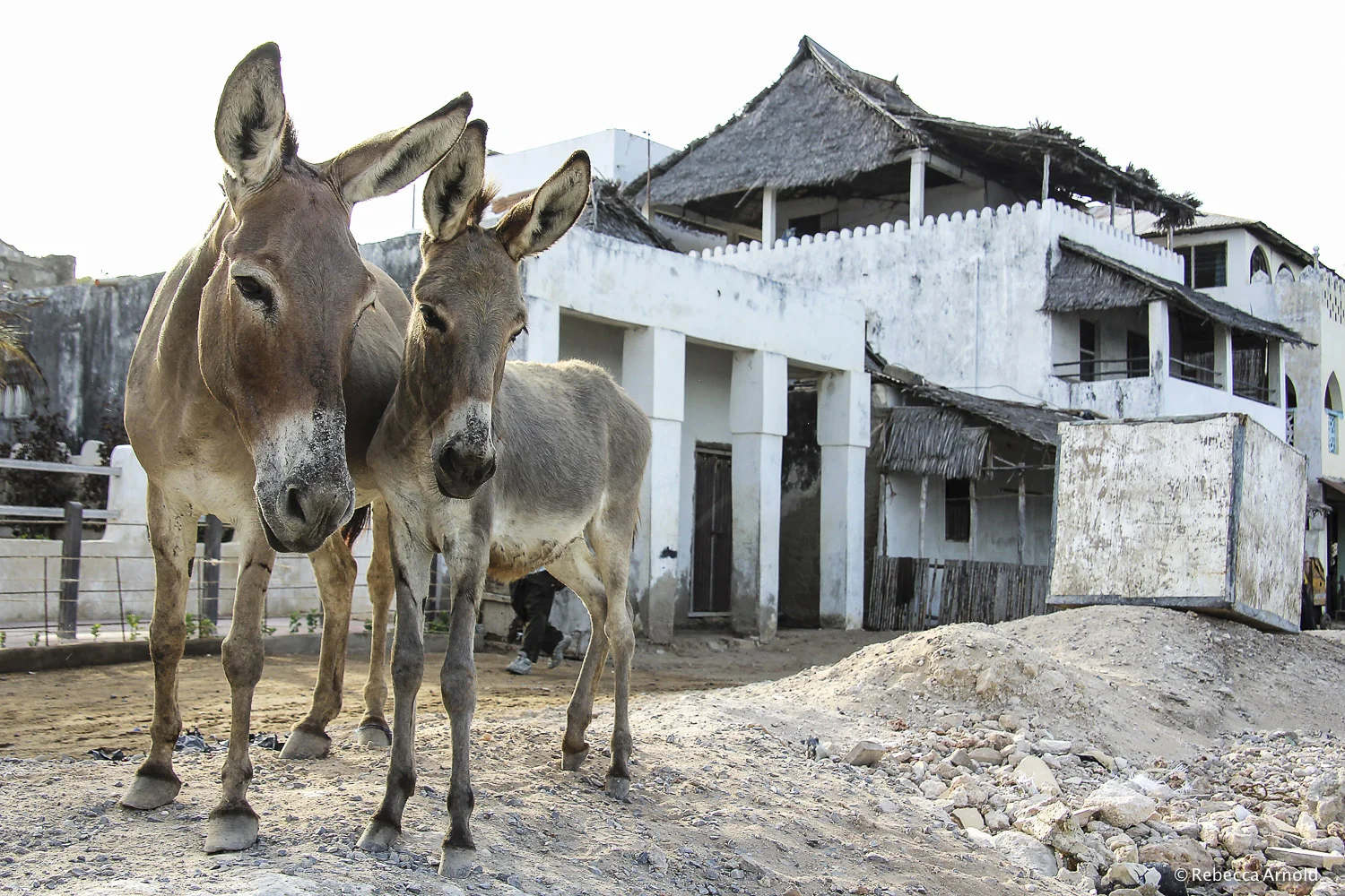 Donkeys Watching, Kenya 2011 16" x 24" | 24" x 36" | Custom Sizes Archival Pigment Prints Edition: 150