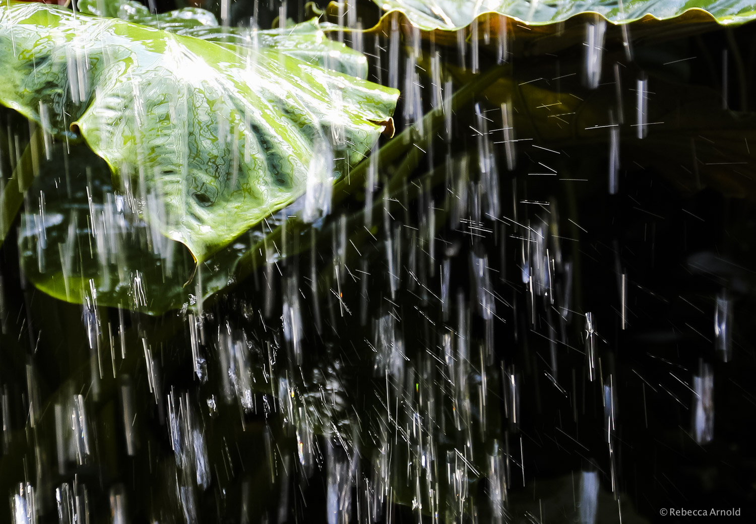 "Tropical Splash" Austria 2012 - PURCHASE