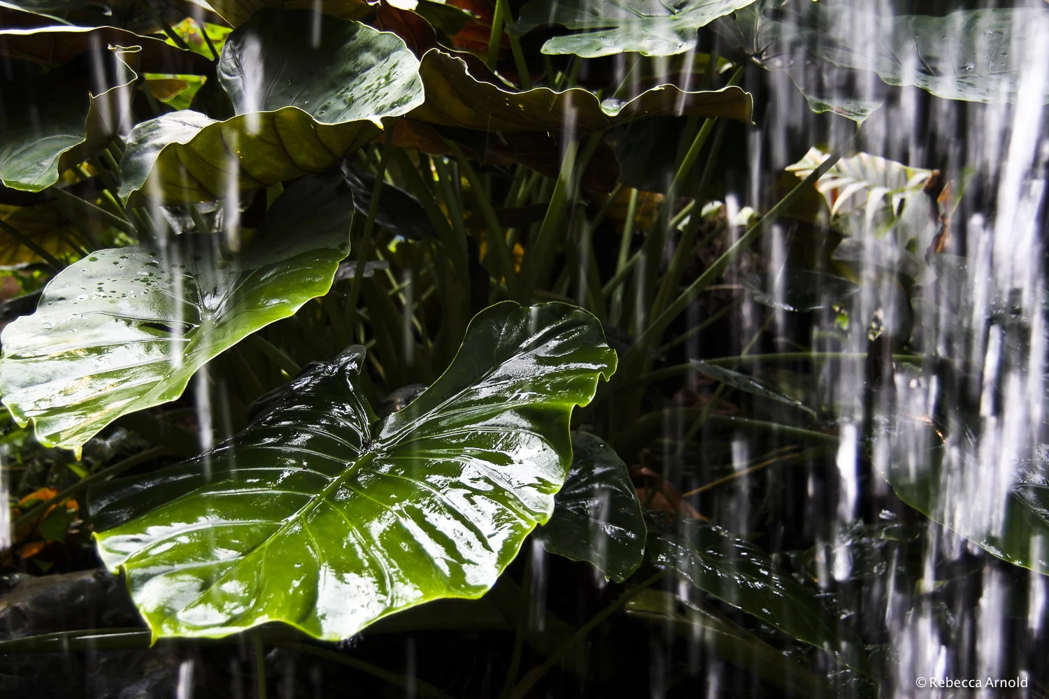 Tropical Rains, Austria 2012 16" x 24" | 24" x 36" | Custom Sizes PURCHASE Archival Pigment Print