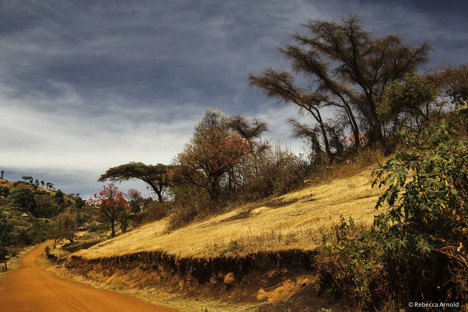 Acacia Trail, Uganda 2011 16" x 24" | 24" x 36" | Custom Sizes PURCHASE Archival Pigment Print