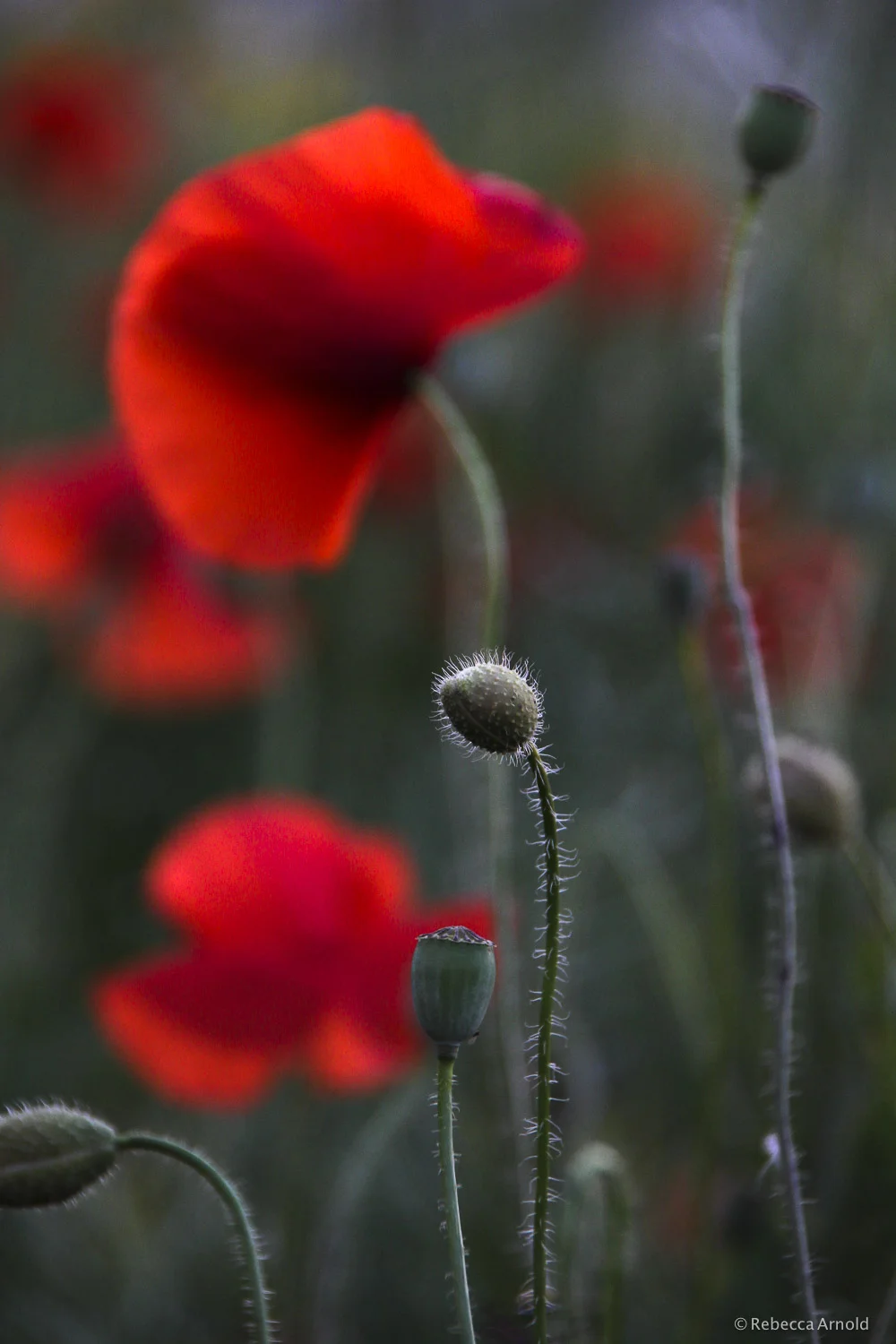 Poppies at Dusk, Italy 2012 16" x 24" | 24" x 36" | Custom Sizes PURCHASE Archival Pigment Print