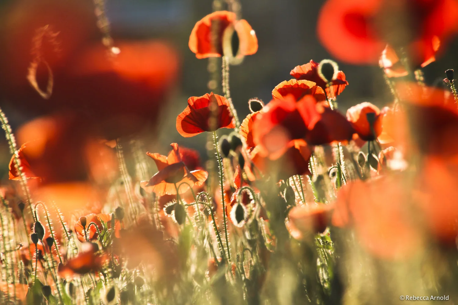Poppies Awash, Italy 2012 16" x 24" | 24" x 36" | Custom Sizes PURCHASE Archival Pigment Print