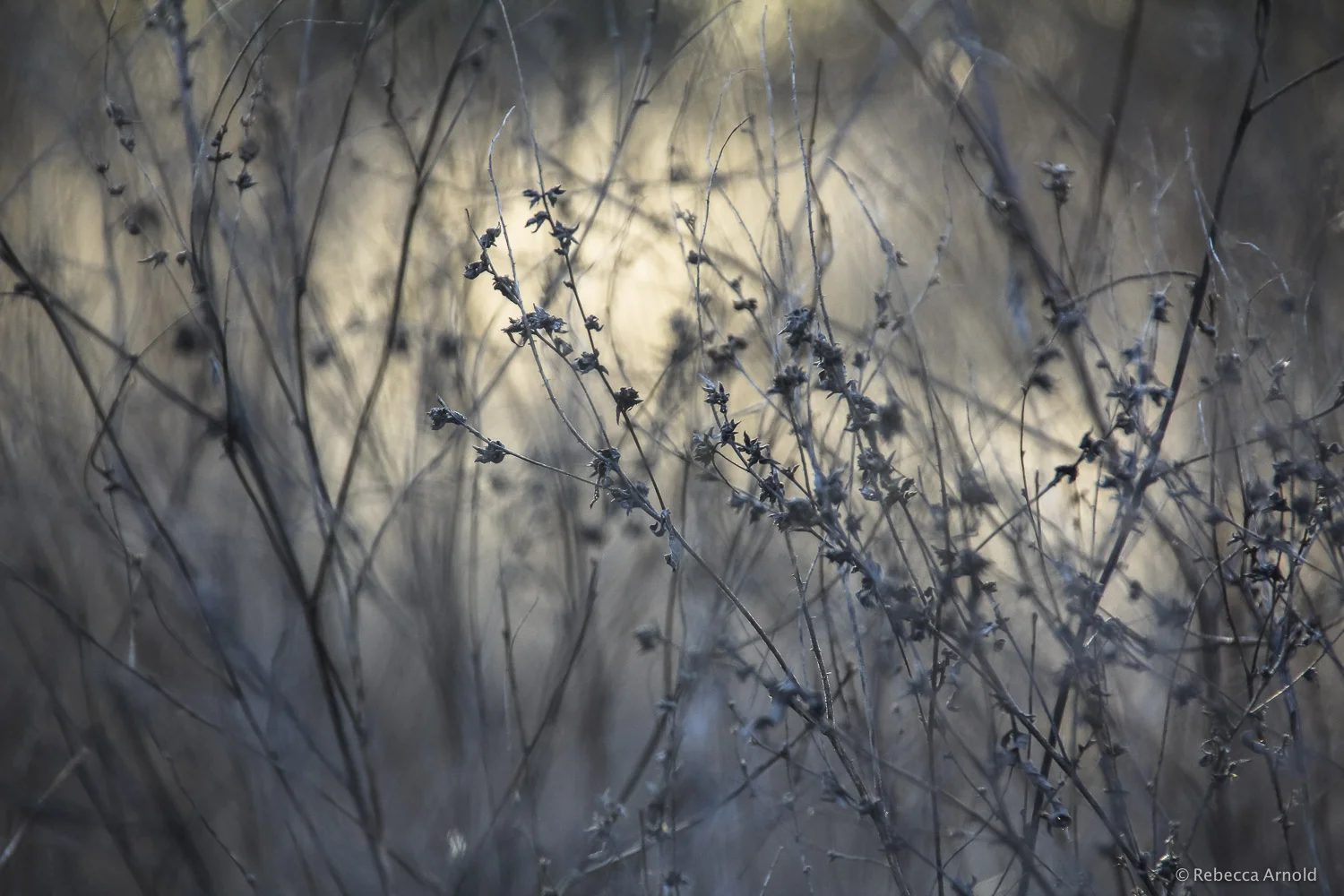 Gray Bramble, Florida, USA 2012 16" x 24" | 24" x 36" | Custom Sizes PURCHASE Archival Pigment Print Edition: 150