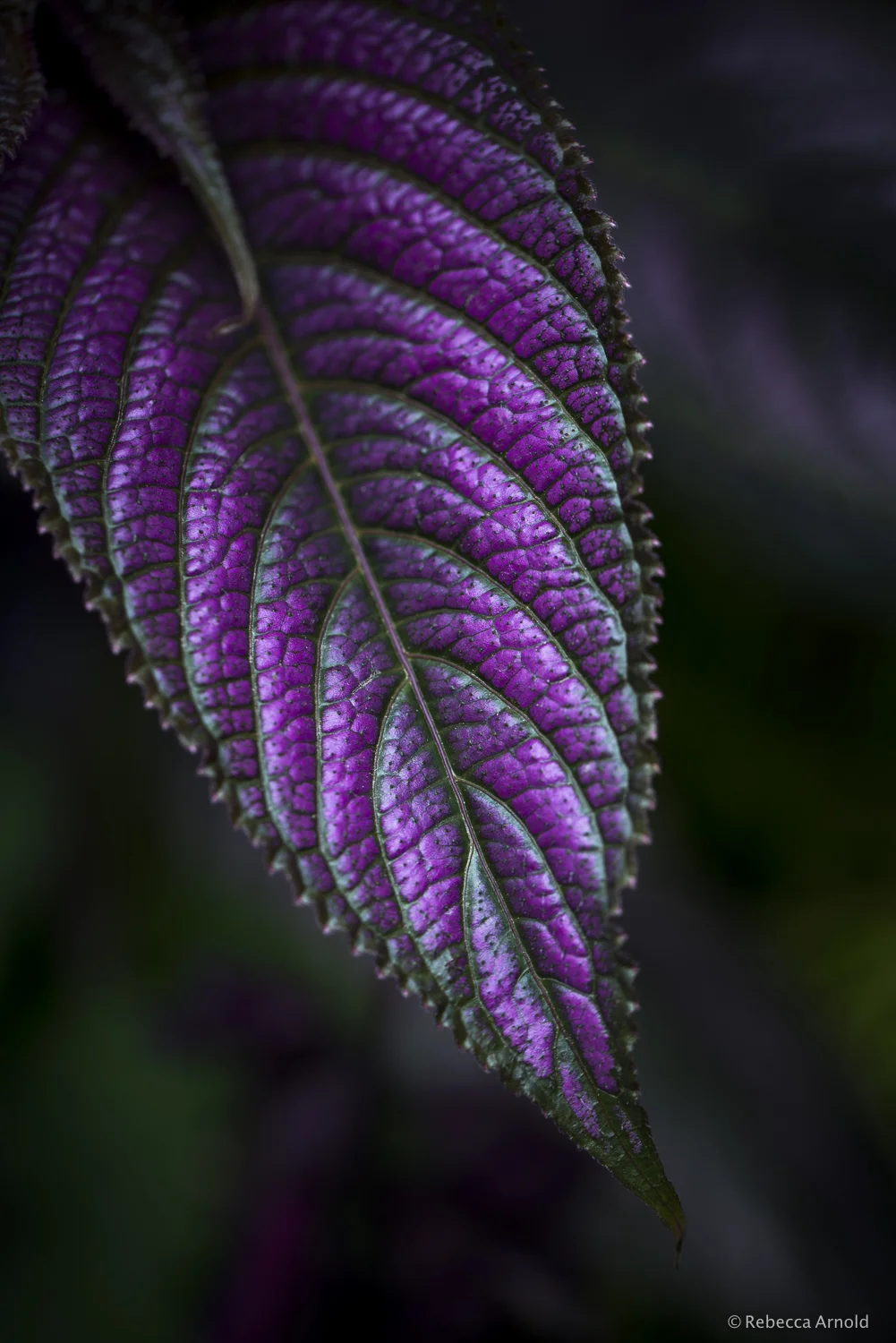 Persian Shield, New York, USA 2017 16" x 24" | 24" x 36" | Custom Sizes PURCHASE Archival Pigment Print